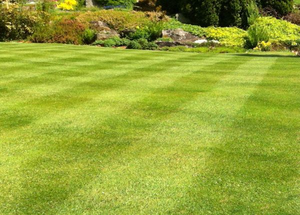 Cost of Commercial Grass Cutting in Abilene