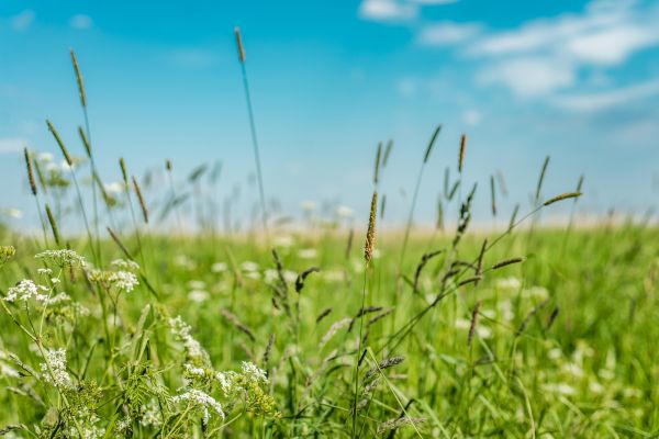 Cost of High Grass Trimming in Abilene